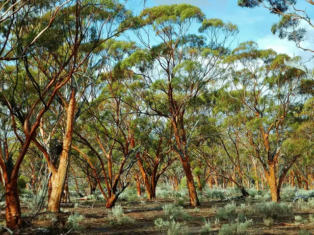 Scenic view of Woodlands - NDIS Provider